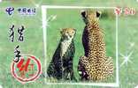 Télécarte CHINE - ANIMAL - Félin - GUEPARD - Feline CHEETAH CHINA TIETONG Phonecard - GEPARD - 175 - Cina