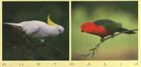 King Parrot & Sulphur Crested Cockatoo From Queensland - Australia. Carte Neuve  210x105 Mm - Autres & Non Classés