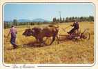 Moissons Blé Faucheuse Javeleuse Attelage Boeufs - Culturas