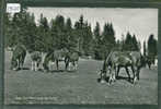 FRANCHES MONTAGNES - CHEVAUX AU PATURAGE - TB - Sonstige & Ohne Zuordnung