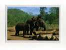 - THAÏLANDE . AN ELEPHANT IS AT WORK ...CHIENGMAI . NORTH OF THAILAND . - Elephants