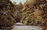 Branksome Chine Dorset England - 1909 - Landscape - Circulée Timbrée - Éd.: The Wrench - Altri & Non Classificati