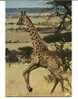 CPSM GIRAFE Faune Africaine Savane IRIS 6831 - Giraffe