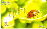 TARJETA DE CHINA DE UNA MARIQUITA   LADYBIRD  (INSECTO-INSECT) - Ladybugs