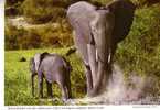 ELEPHANT Africain Et Petit -  N°  2 AF  38 - Elephants