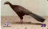 TARJETA DE BRASIL DE UN JACU -FAISAN  (BIRD-PAJARO) - Gallinaceans & Pheasants