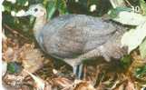 TARJETA DE BRASIL DE UN MACUCO -FAISAN  (BIRD-PAJARO) - Gallináceos & Faisanes