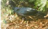 TARJETA DE BRASIL DE UN MUTUM CAVALO -FAISAN  (BIRD-PAJARO) - Gallinaceans & Pheasants