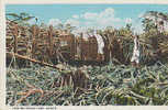 HAWAII LOADING SUGAR CANE    // REF11476 - Big Island Of Hawaii