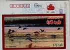 Swan Bird Wintering Habitat In Nature Reserve Of Yili River,China 2009 Yining Landscape Advertising Pre-stamped Card - Cygnes