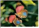 PAPILLON DES TROPIQUES - AGRIAS SARDANAPOLUS - Butterflies