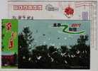 Egret Bird Species,China 2007 Jingyun Harmonious Ecological Environment Advertising Pre-stamped Card - Cigognes & échassiers
