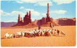 US-07 : NAVAJO Woman Taking Their Sheep To Water - Indiani Dell'America Del Nord