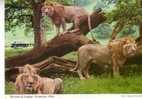 LIONS  -  The Lions Of Longleat, Warminster, Wilts - Löwen