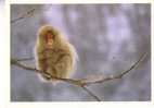 MACAQUE  -  Nagano - Japon - Monkeys