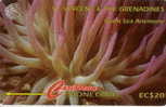 # SAINT_VINCENT_GRENADINES 4 Giant Sea Anemone EC$20    Tres Bon Etat - Saint-Vincent-et-les-Grenadines