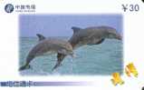 TARJETA DE CHINA DE UNOS DELFINES (DOLPHIN-DELFIN) - Delfines