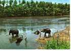 CPSM.  ELEPHANT BATH. KATUGASTOTA (KANDY). - Elephants