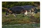 CPM De Deux Hippopotames - Hippopotamuses