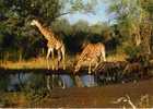 CPSM.  GIRAFES SE DESALTERANT. ANIMAUX D'AFRIQUE. - Giraffes