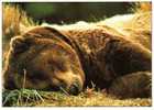 CPSM. OURS DES PYRENEES. ANIMAUX SAUVAGES. - Bären