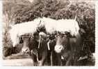 Près De MAULEON LICHARRE  ( ? )   ** ATTELAGE   BASQUE **   -   Editeur :L. LAVIELLE De Biarritz   N° G.3001 - Mauleon Licharre