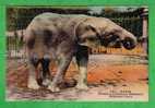 ZOO Du MUSEUM D'HISTOIRE NAT.DE PARIS - ELEPHANT BLANC - Carte Vierge - Elephants