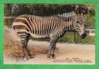 ZOO Du MUSEUM D'HISTOIRE NAT.DE PARIS - LE ZEBRE  - Carte Vierge - Zebras