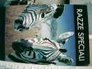 ZEBRA COLORATA RAZZE SPECIALI  Promocard  PENNARELLO  OSAMA POSCA N2007 VB1985 BX27597 - Zebras