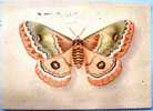 Schmetterling,Indischer Augenspinner,Neoris Huttoni Moore,1952 - Farfalle