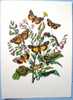 Schmetterlinge,Raupen,Alte Steingravur,1950-1960 - Vlinders