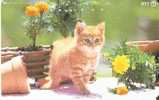 TARJETA DE JAPON DE UN GATO (CAT-CHAT-GATO) - Katzen