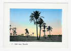 CPSM IRAK - Palm Trees - Basraha - Iraq