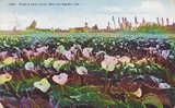 ETATS UNIS.CALIFORNIA.FIELD OF CALLA LILIES NEAR LOS ANGELES - Los Angeles