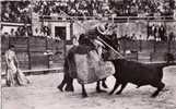 Picador En Action - Stiere