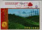 Jiyang Hill Yunwu Tea Garden,China 2009 Sanming New Year Greeting Advertising Pre-stamped Card - Other & Unclassified