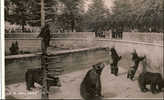 ZOO - BERNE -  LA FOSSE AUX OURS - - Orsi