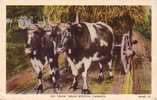 Ox Team - Attelage De Boeufs - Nova Scotia Nouvelle-Écosse - Non Circulée Unused - Otros & Sin Clasificación