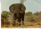 FAUNE D´AFRIQUE  -   ELEPHANT  - - Elephants