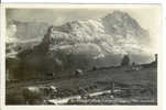 Grindelwald; Alp Nothalden Mit Eiger U. Viescherhörner - Vaches - Grindelwald