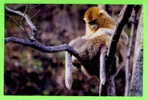 SINGE - MONKEY - GOLDEN MONKEY SNUB-NOSED -( Rhinopithecus Roxellana) - - Monos