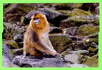 SINGE - MONKEY - GOLDEN MONKEY SNUB-NOSED - (Rhinopithecus Roxellana) - - Singes