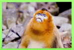 SINGE - MONKEY - GOLDEN MONKEY SNUB-NOSED - (Rhinopithecus Roxellana) - - Apen