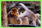 SINGE - MONKEY - GOLDEN MONKEY SNUB-NOSED - (Rhinopithecus Roxellana) - - Singes