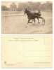 Faenza - Campionato Europeo 1911 - Shdy G. - Corse - Trotto - HP224 - Horse Show