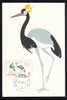 Carte Maximum Cigognes 1969 Romania RRR! - Storks & Long-legged Wading Birds