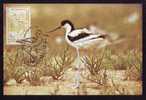 Carte Maximum Cigognes 1991 Romania Timisoara. - Storks & Long-legged Wading Birds