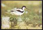 Carte Maximum Cigognes 1991 Romania Independenta. - Storks & Long-legged Wading Birds