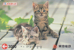 Carte Prépayée JAPON - ANIMAL - CHAT Chats - CAT JAPAN Transport Ticket Passnet Bus Prepaid Card - KATZE Karte - 249 - Katzen
