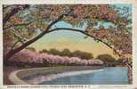 Z1077 United States Washington DC Japanese Cherry Blossoms Uncirculated - Washington DC